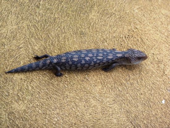 Dann lief doch tatsaechlich noch ein Bluetongue Lizard ueber den Weg. Die blaue Zunge wollte aber nicht aufs Foto.