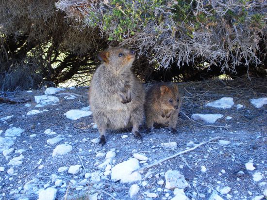 sie waren echt suess diese Quokas!