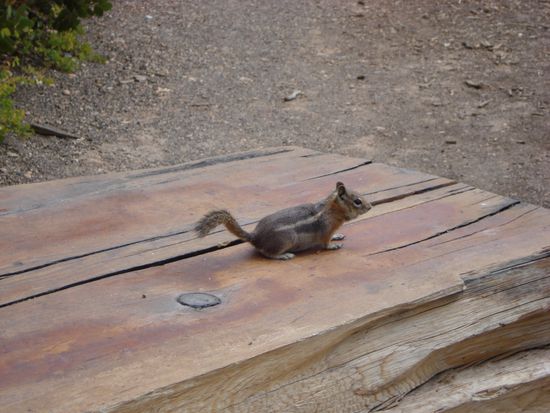 und noch ein squirrel..