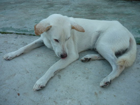 Blacky, der "Saison- Hund" des Centers. Miss you! 