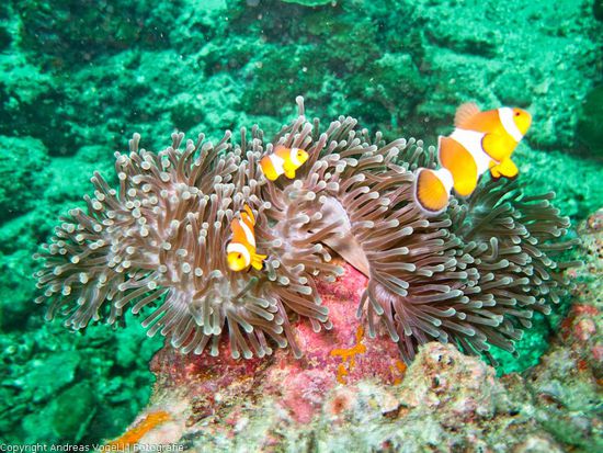 Und jaaaa.....ich hab auch ein bisschen bei Andis- Facebook- Profil geklaut..(siehe Copyright).  
Aber ich hab die auch gesehen!!! 