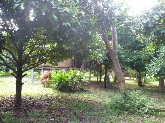 Meine Dschungelhuette