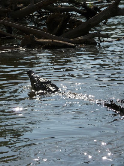 Ein 4-5m Kroko Nahmens Fidel Castro...