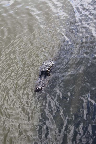 Alligatortierchen in einem Nationalpark, mitten in den Everglades