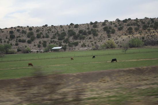 Ein paar von den 1000enden Kühen.....