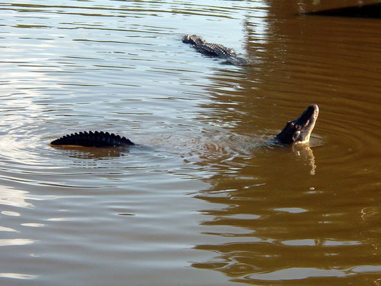 Ein mächtiger Kamerad