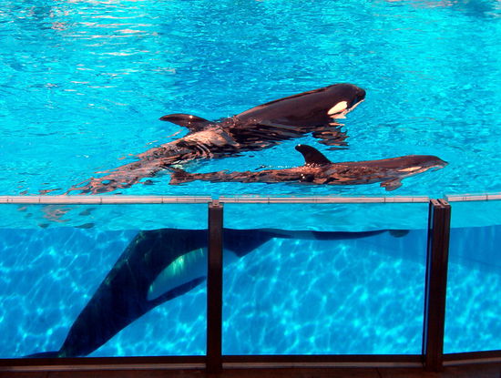 Free Willy in Action