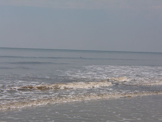 Ein vereinzelter Hai