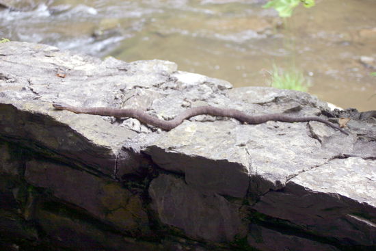 Da ist sie ja, the big snake