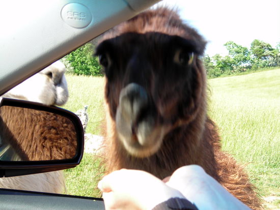 Hier kommt Kurt - ohne Helm und ohne Gurt - einfach Kurt