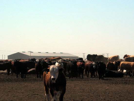 Claudi macht Bekanntschaft mit einem Rindvieh