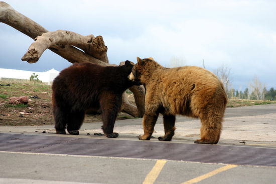 Diese zwei ließen sich nicht im Geringsten aus der Ruhe bringen