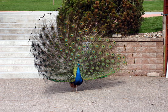 Am Ausgang lief uns noch dieser schöne Pfau vor die Kamera