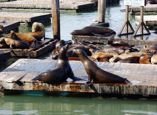 Die Seelöwen auf den Bootsstegen