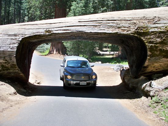 Meine Baumdurchquerung