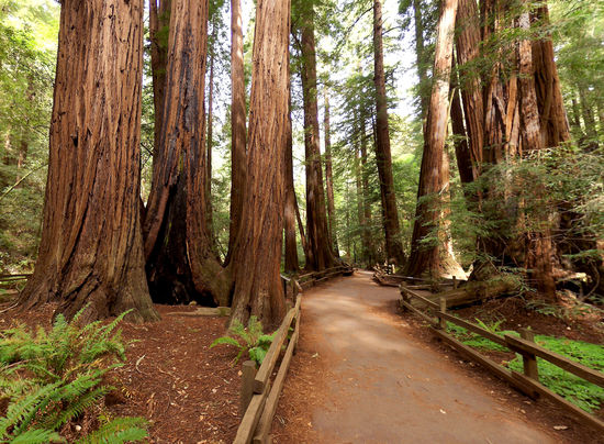 Im General Grant Grove