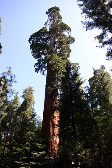 Der General Grant Tree