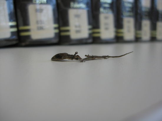 da hat wohl jemand kein Essen bekommen