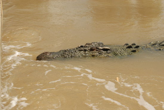 und los gehts mit den Crocodilen, auf der "jumping crocodile cruise", zu gut deutsch, "springende Krokodile"