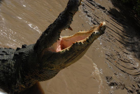 da moechte ich nicht zwischen die Zaehne geraten