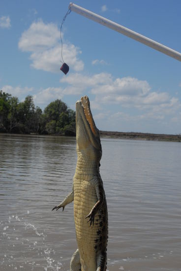 eins der kleineren Crocos