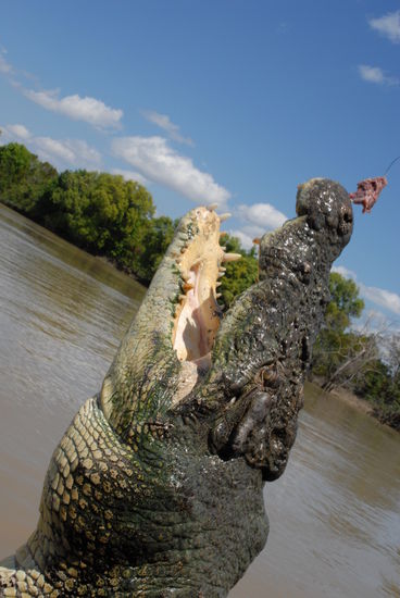 der Herrscher der Crocodile - was fuer ein Brocken