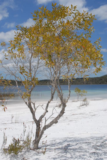 ein toller See zum baden - Fraser Island