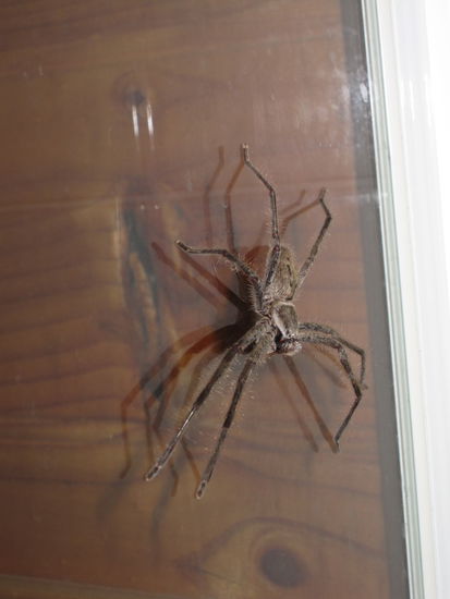 diese Spinne sass eines Abends in unserem Bad in der Dusche