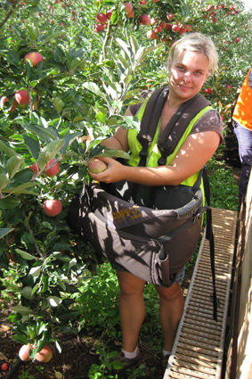 fleissig am arbeiten
in die Tasche erntet man die Aepfel bevor sie dann in den Bin kommen