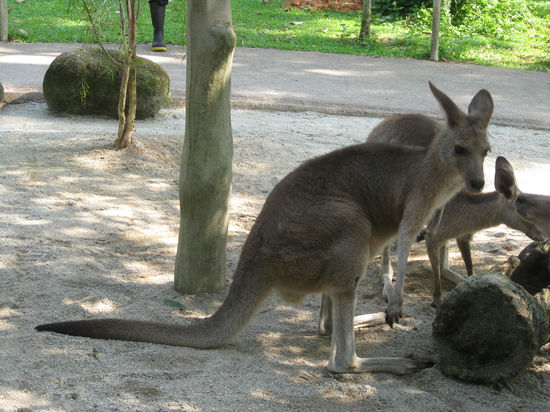 1. Begegnung mit den Kaengerruhs