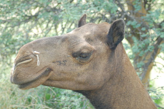 Diese Tiere sind mir ein absolutes Raetsel. Sehen aus wie dem Planeten "Tattooine" von "Krieg der Sterne" entsprungen und sind immer am Grinsen