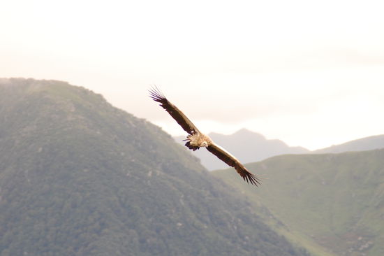 ...und Fauna