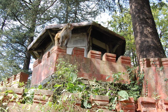 ebenfalls Shimla