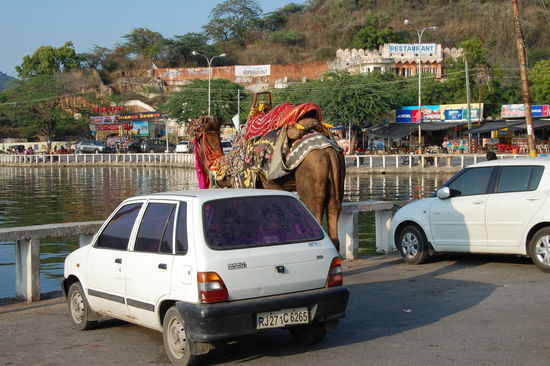 geparktes Kamel