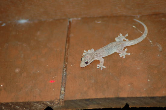 dieser Gecko verfolgt den Laserpoint - sehr witzig