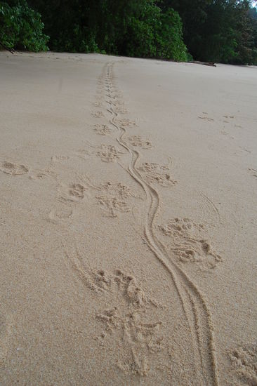 die Spur eines Varans am Strand