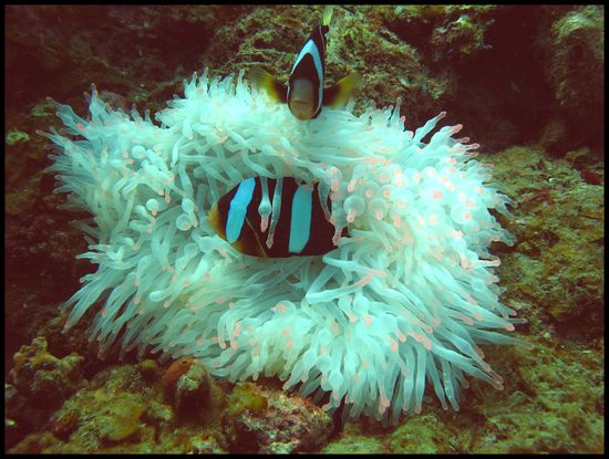 Nemo war auch da