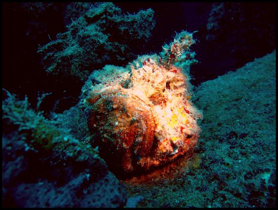 das ist ein Stonefisch - einer der giftigsten Fische der Welt
