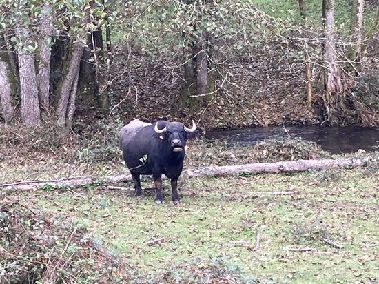 11 Im Fürstlich - Löwensteinschen Park