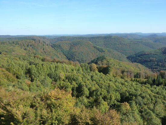 26 Pfälzerwald - Teilrundblick vom Litpoldturm
