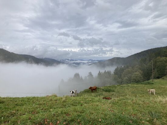 41 oberhalb von Saint Marie aux Mines - man kann nichr alles haben