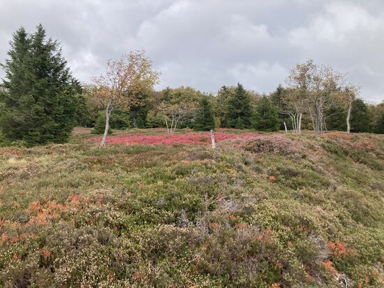 43 Hochlandstraße zum Col de la Schlucht - Route des Cretes