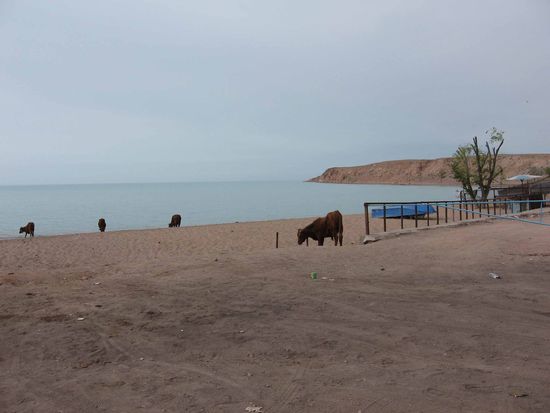 Bild 14 080516  Balchasch - See ... Badekumpel