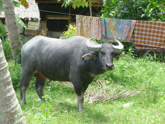 Hier noch etwas zurueckhaltend und misstrauisch,... 
...aber stuermisch und fast schon aufdraenglich wurde er, als er Jen mit ihrem roten Traegershirt sah 