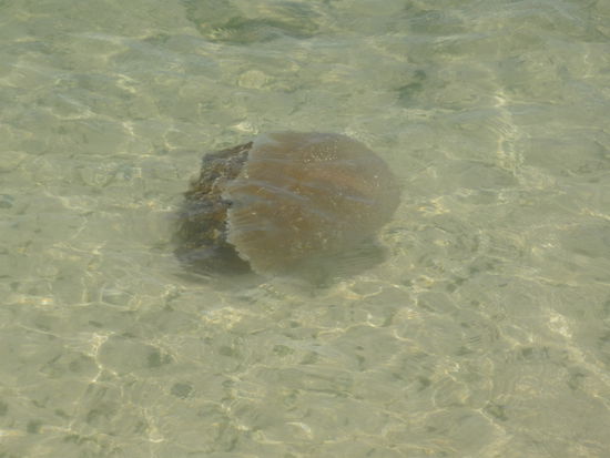 ... die Monsetrqualle, die