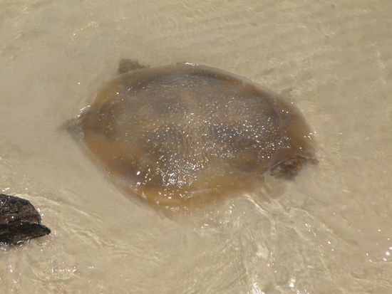 uns das Schwimmen vermiest hat!