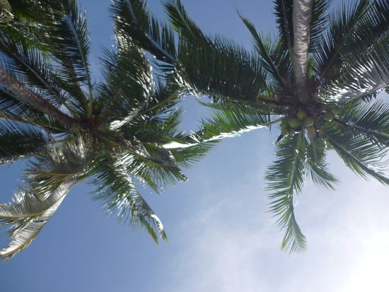 ...von wunderschoenen Palmen...
