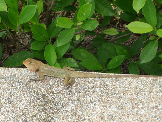 ...von der wunderschoenen Tierwelt...