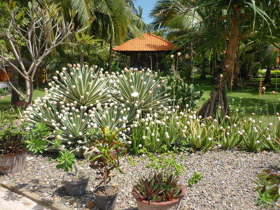 Der "Eierbaum" - waechst exklusiv fuer das Nautilus =)
