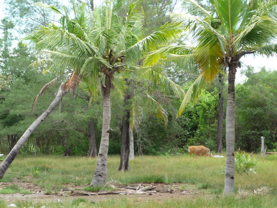 an Kuehen, die unter Palmen grasen.